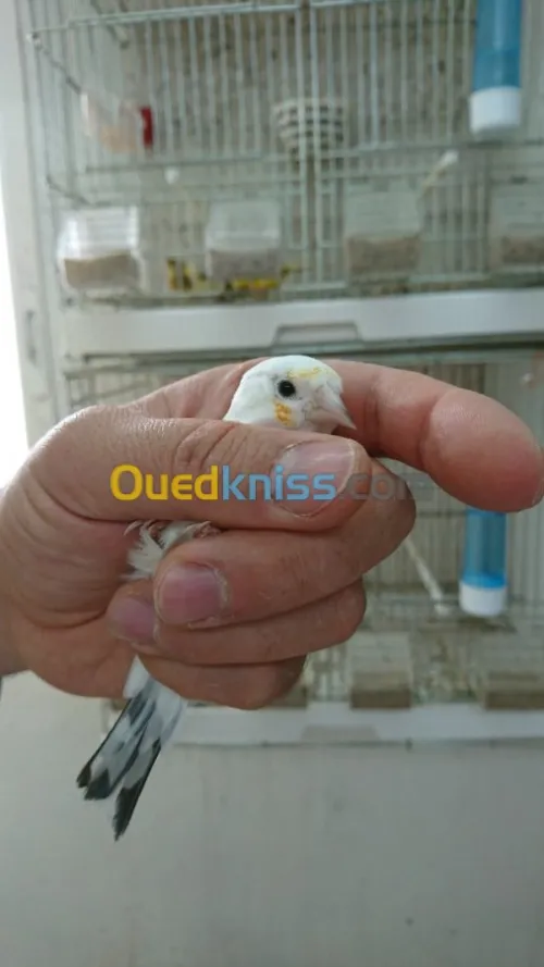 chardonneret tete aigle حسون طفرة