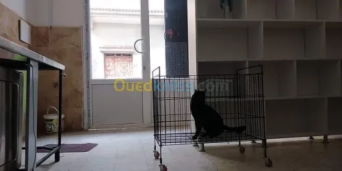 Vétérinaire بيطري