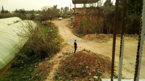 Vente Terrain Tipaza Kolea
