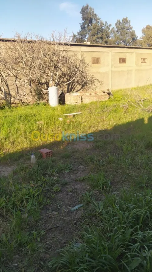 Location Terrain Boumerdes Boudouaou
