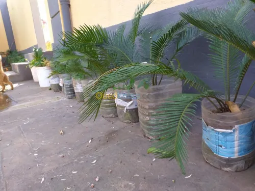 Cycas 
