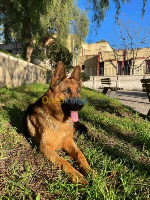 Berger Allemand bien dressé