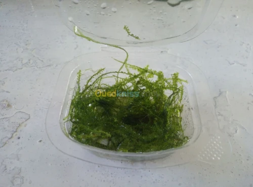 plante d'aquariume mousse de java