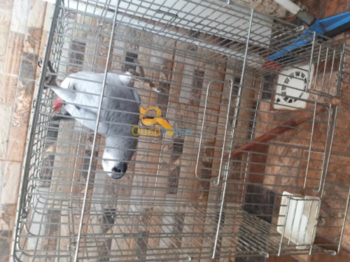 Pirokeet gaboni