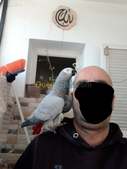 Pirokeet gaboni