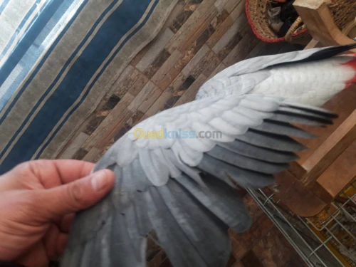 Pirokeet gaboni