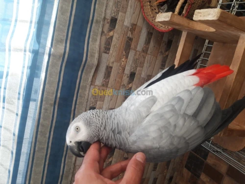 Pirokeet gaboni