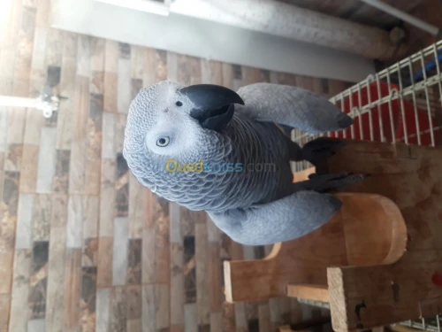 Pirokeet gaboni