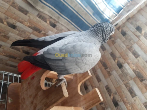 Pirokeet gaboni