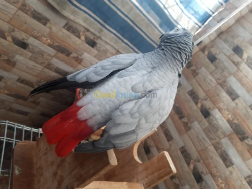 Pirokeet gaboni
