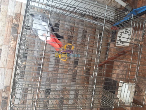 Pirokeet gaboni