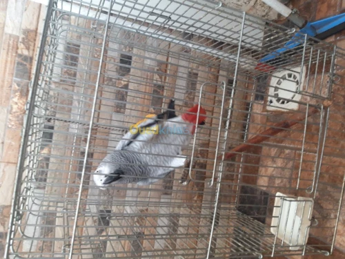 Pirokeet gaboni