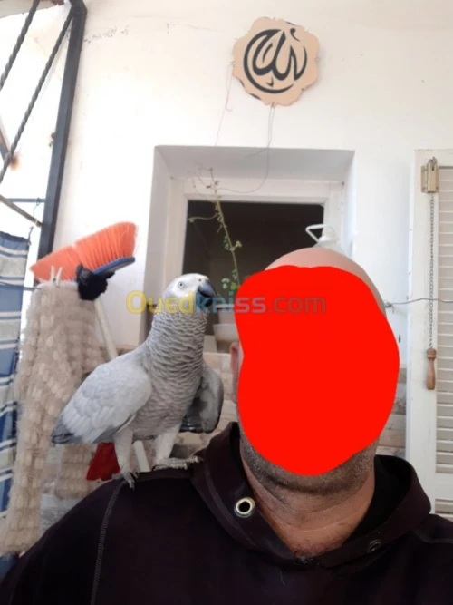 Pirokeet gaboni