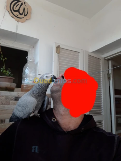 Pirokeet gaboni
