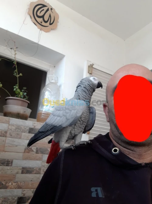 Pirokeet gaboni