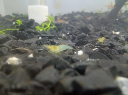 crevette d'aquariume