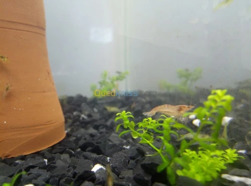 crevette d'aquariume