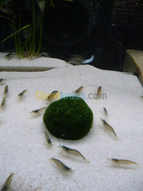 crevette d'aquariume