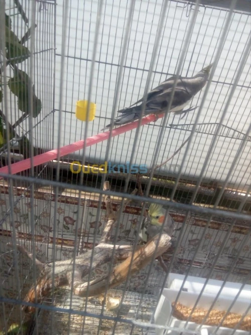 Perruche Calopsitte adulte