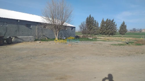 Location Hangar Setif Guidjel