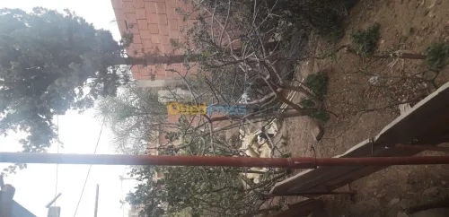 Vente Carcasse Blida Bouinan