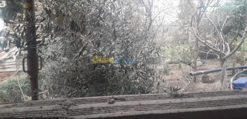 Vente Carcasse Blida Bouinan