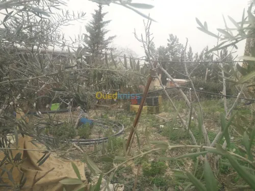 Vente Carcasse Blida Bouinan