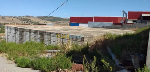 Vente Hangar Guelma Nechmaya