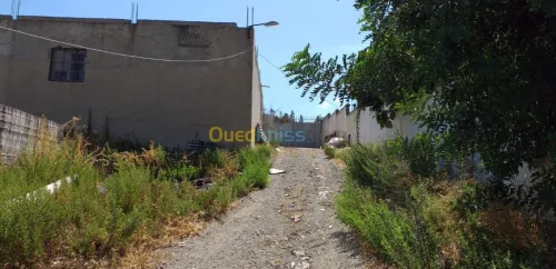 Vente Hangar Guelma Nechmaya
