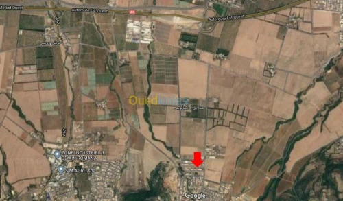 Vente Terrain Blida Ain romana