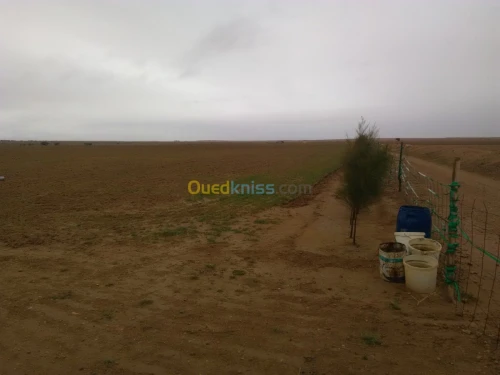 Vente Terrain Agricole Djelfa Benhar
