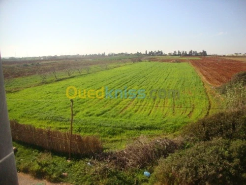 Vente Villa Mostaganem Hadjadj