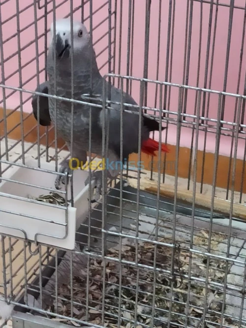 Perroquet Gabonais