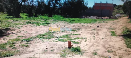 Vente Terrain Tlemcen Chetouane