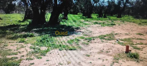 Vente Terrain Tlemcen Chetouane