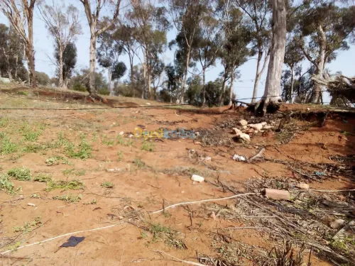 Location Terrain Agricole Mostaganem Sidi lakhdaara