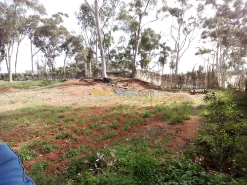 Location Terrain Agricole Mostaganem Sidi lakhdaara