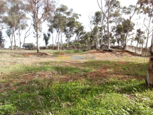 Location Terrain Agricole Mostaganem Sidi lakhdaara