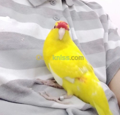 Un perroquet Roslla et perruche KAKARI