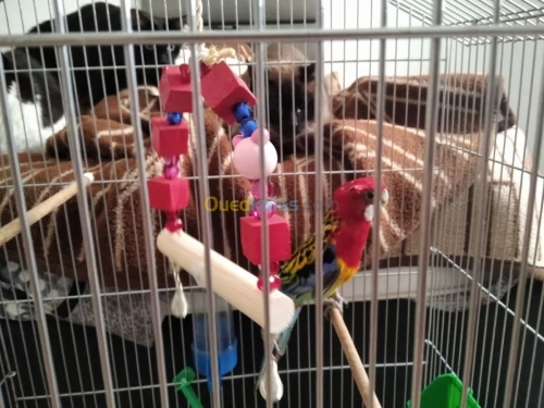 Un perroquet Roslla et perruche KAKARI
