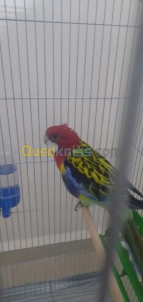 Un perroquet Roslla et perruche KAKARI