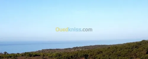 Vente Terrain Tlemcen Marsa ben mhidi