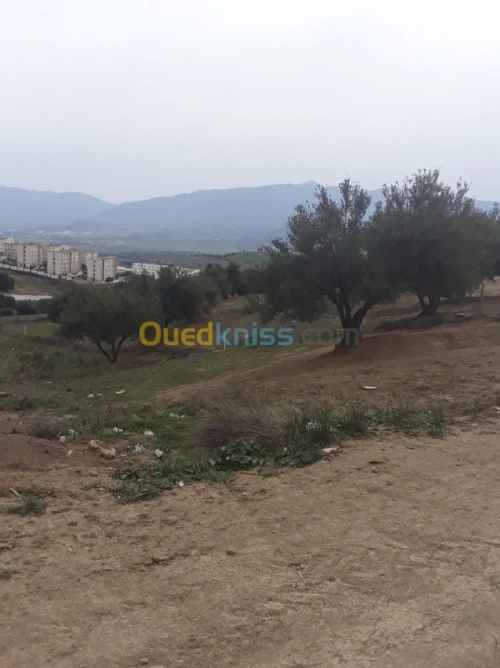 Vente Terrain Blida El affroun