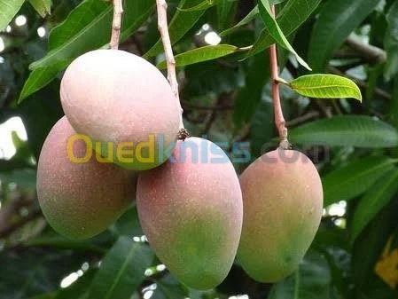 أشجار الفواكه 