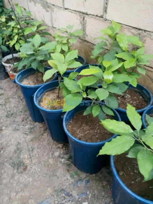 أشجار الفواكه 