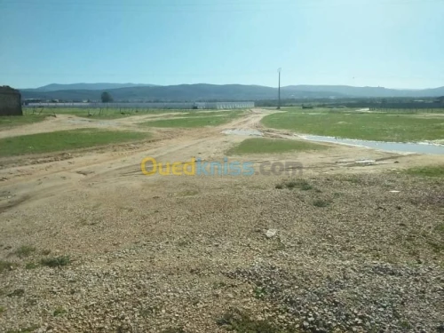 Vente Terrain El taref El taref