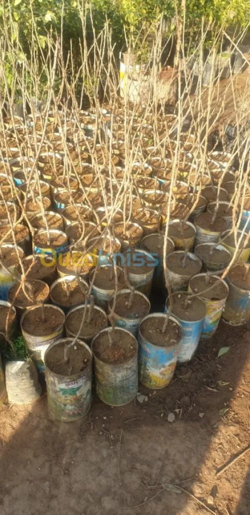 Arbres  fruitiers metidja 