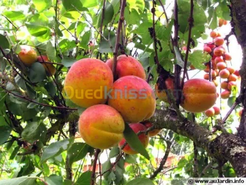 Arbres  fruitiers metidja 
