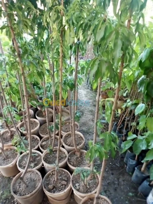 Arbres  fruitiers metidja 