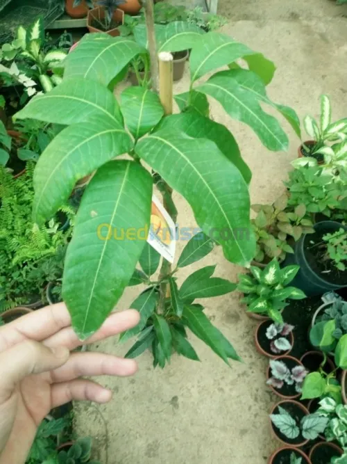 Arbres  fruitiers metidja 